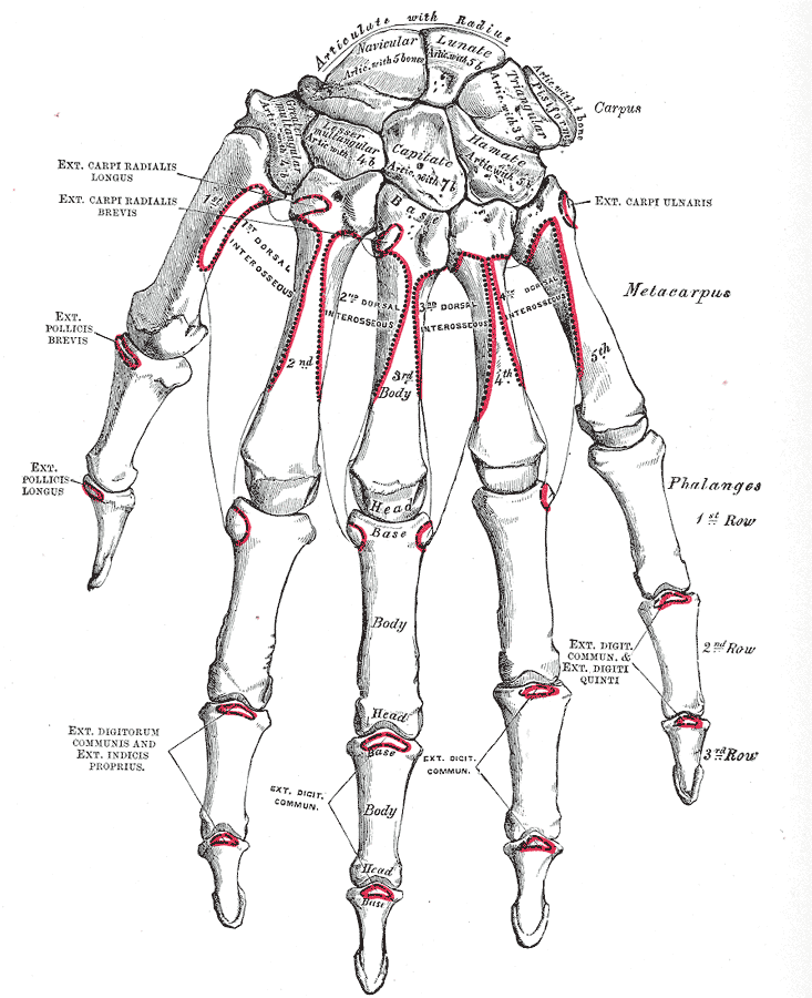 Diagram of the bones and joints of the hand and wrist with the three commonest problem areas highlighted
