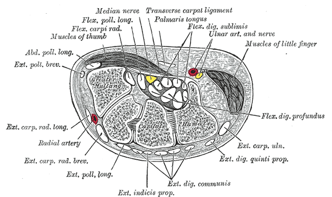 Cross-section of the wrist with the median nerve ringed in red beneath the transverse carpal ligament