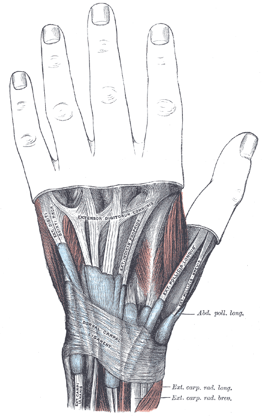 Diagram of the extensor tendon compartments at the back of the wrist with the first compartment on the thumb side boxed in red