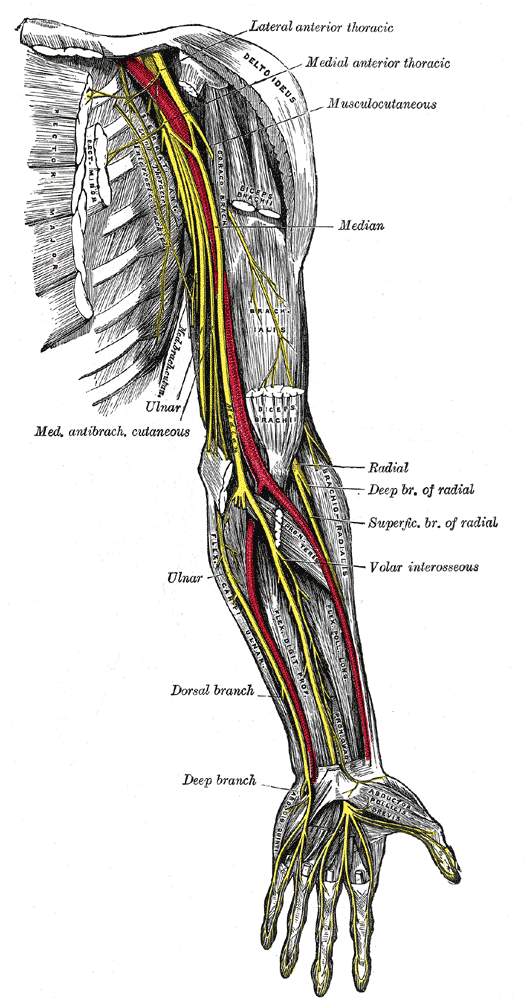 Diagram of the nerves of the arm with the ulnar nerve at the inner side of the elbow boxed in red